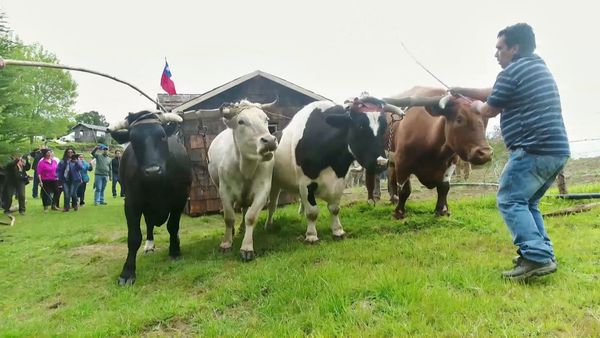 Habiter le monde - Chili: Chiloé, la culture du bois