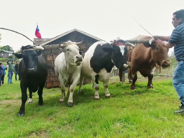 Habiter le monde - Chili: Chiloé, la culture du bois