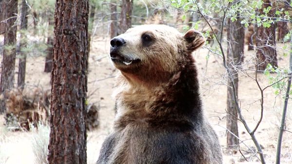 Fight to Survive - Leming Bear Attack