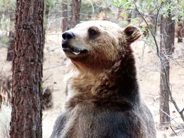 Fight to Survive - Leming Bear Attack