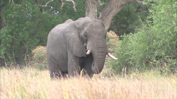 Travel In Style - Johannesburg and Botswana