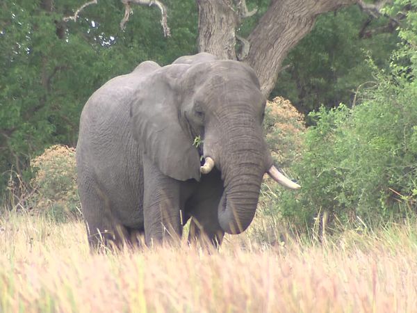 Travel In Style - Johannesburg and Botswana