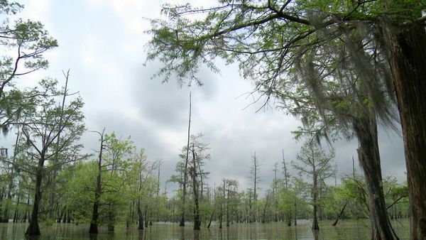 Buying the Bayou - Mud Loving Camps