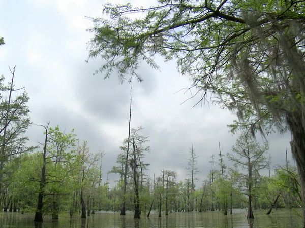 Buying the Bayou - Mud Loving Camps