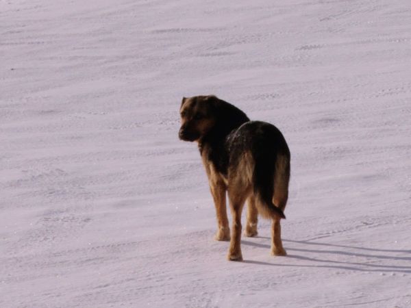Ice Road Truckers - The Final Showdown