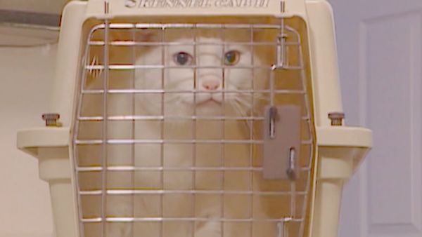 Medical Detectives - Purr-fect Match