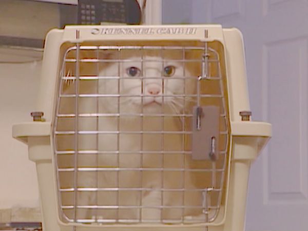 Medical Detectives - Purr-fect Match