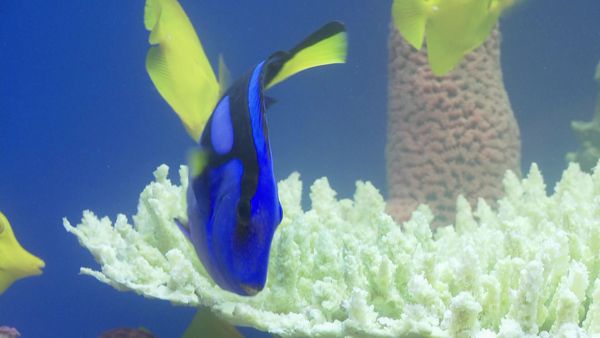 Tanked - Good Karma