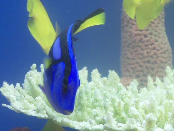 Tanked - Good Karma