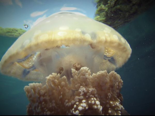 Tanked - Polar Opposites