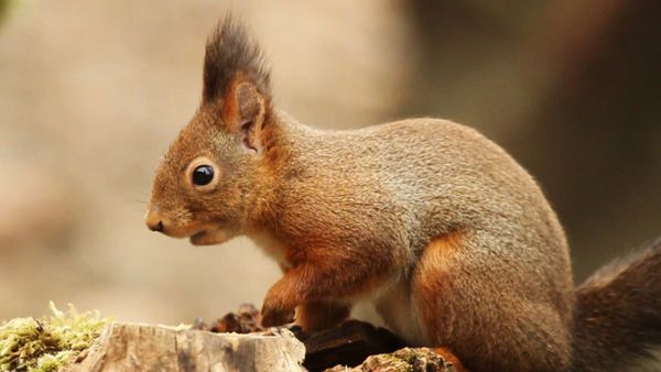 Animal Files - Mascherarsi per sopravvivere