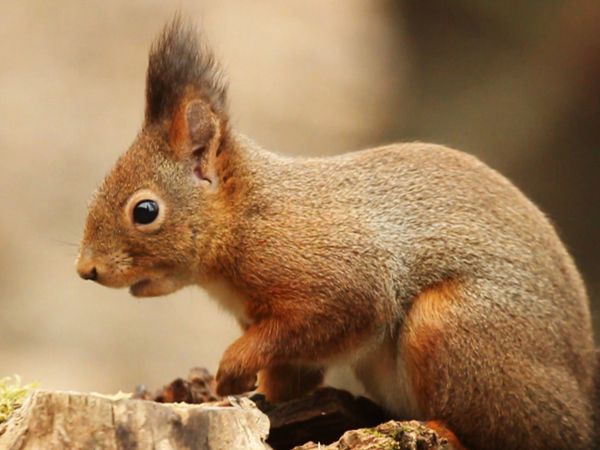 Animal Files - Mascherarsi per sopravvivere