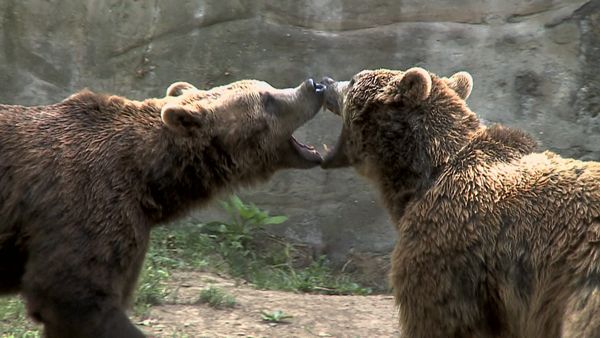Animal Files - Al di la' del bene e del male