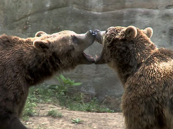 Animal Files - Al di la' del bene e del male