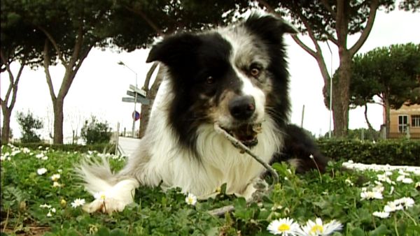 Animal Files - Viaggio nel mondo delle emozioni