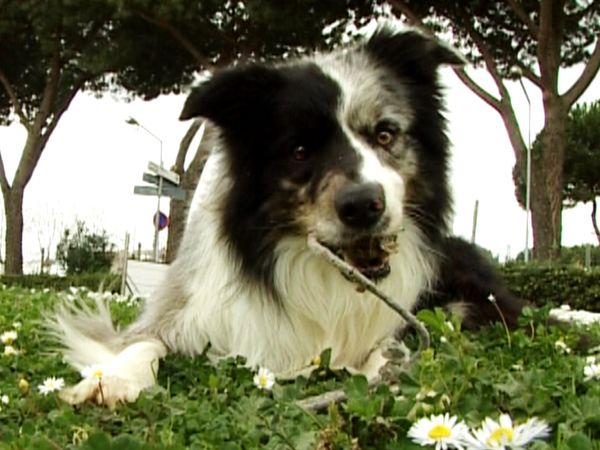 Animal Files - Viaggio nel mondo delle emozioni