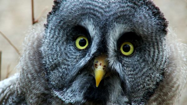 Animal Files - Quelli della notte