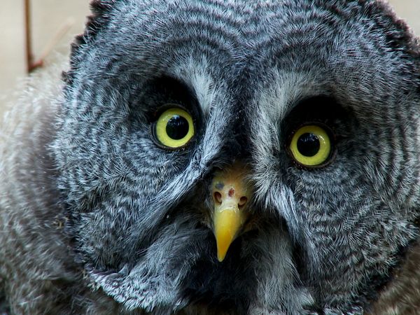 Animal Files - Quelli della notte