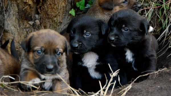 Animal Files - Cure parentali