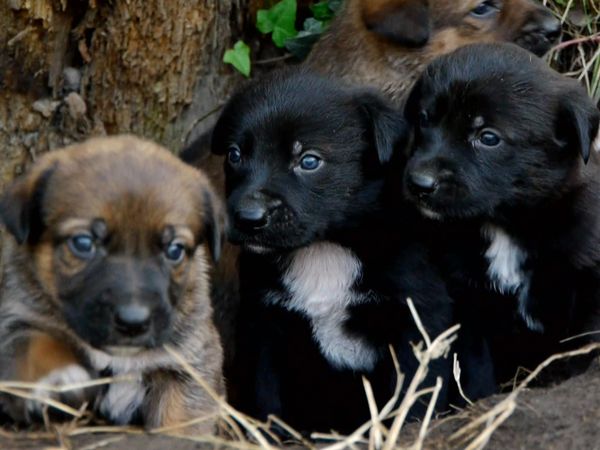 Animal Files - Cure parentali