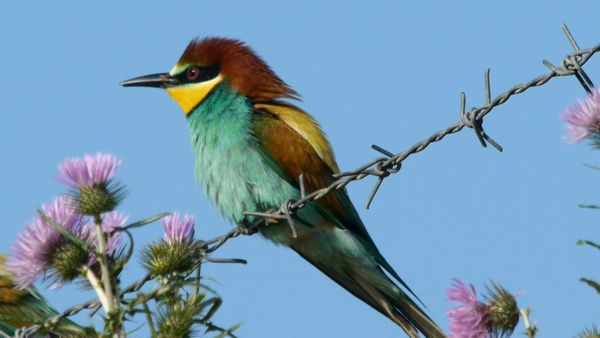 Animal Files - Dove nasce l'arcobaleno