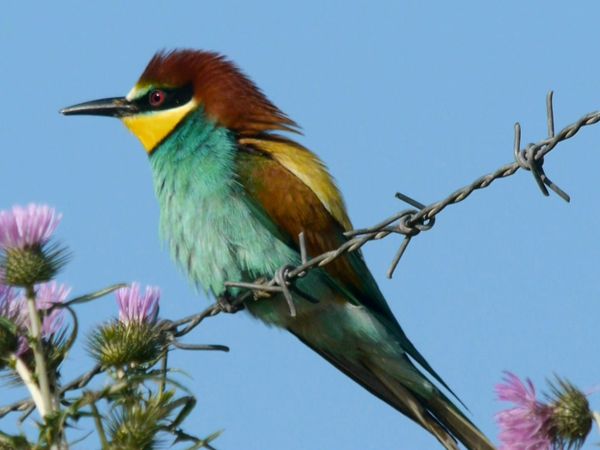 Animal Files - Dove nasce l'arcobaleno