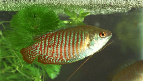 Animal Files - I maestri della bioingegneria