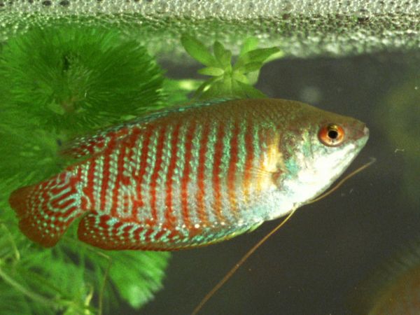 Animal Files - I maestri della bioingegneria