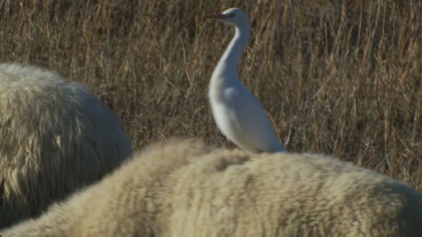 Animal Files - Le beauty farm degli animali