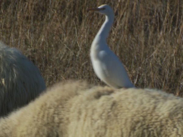 Animal Files - Le beauty farm degli animali