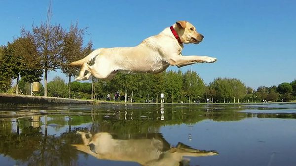 Animal Files - Serenate in tutte le lingue del mondo