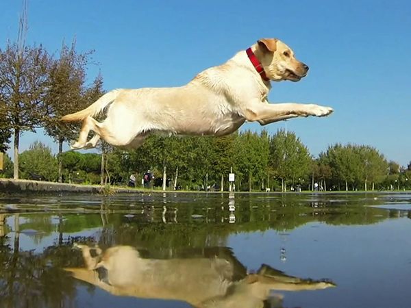 Animal Files - Serenate in tutte le lingue del mondo