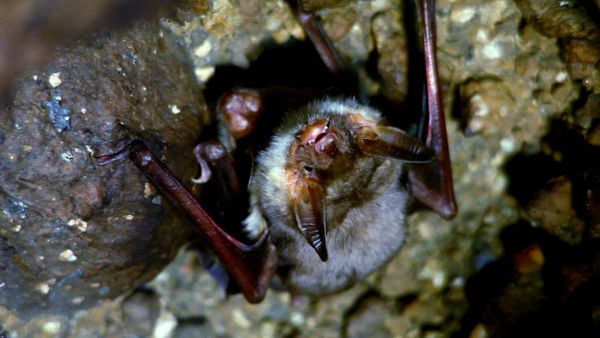 Wildlife Diares - Fantasmi