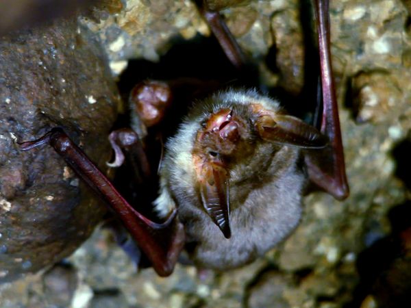 Wildlife Diares - Fantasmi
