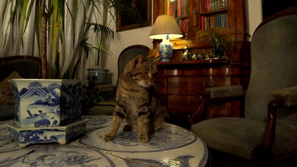 Wildlife Diares - Le avventure di Romeo
