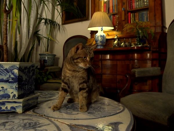 Wildlife Diares - Le avventure di Romeo