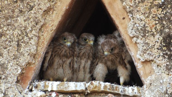 Wildlife Diares - Nella vecchia fattoria