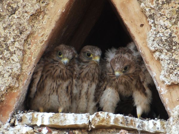 Wildlife Diares - Nella vecchia fattoria