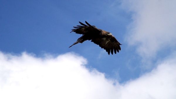 Wildlife Diares - Il Camoscio e la Regina