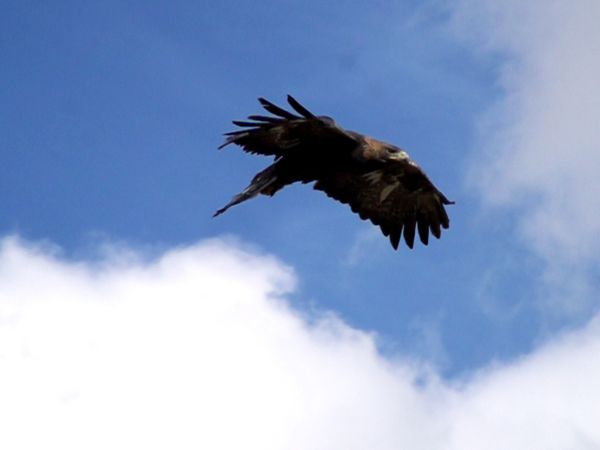 Wildlife Diares - Il Camoscio e la Regina