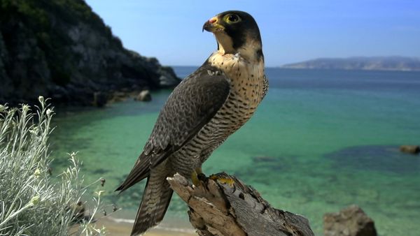Wildlife Diares - Ritorno alle origini