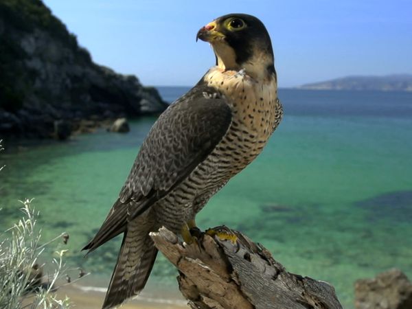 Wildlife Diares - Ritorno alle origini