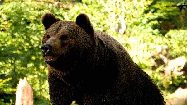 Wildlife Diares - Ladri d'ombra