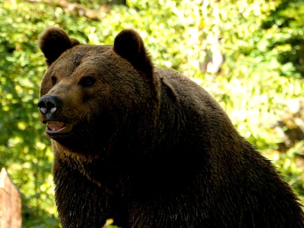 Wildlife Diares - Ladri d'ombra