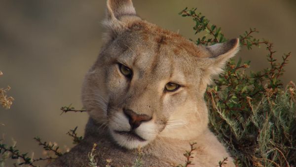 Chile: un viaje salvaje - Las garras de Torres del Paine