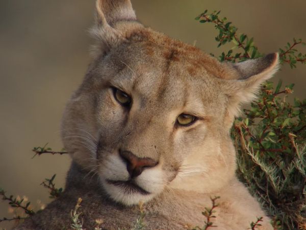Chile: un viaje salvaje - Las garras de Torres del Paine