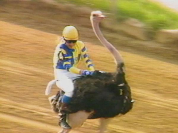 Sports Gone Wild - Episode 11