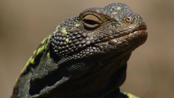 Chile: un viaje salvaje - Animales chilenos