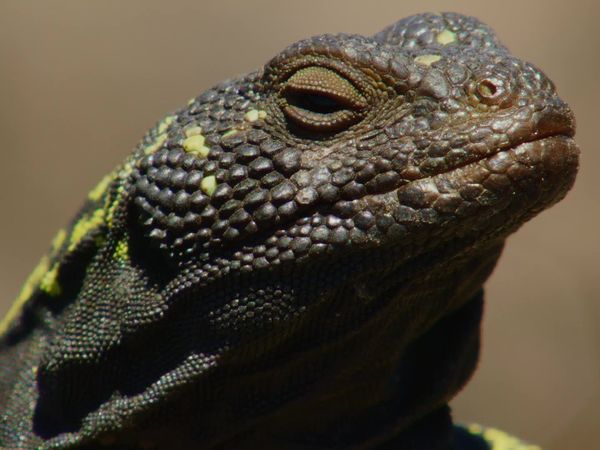 Chile: un viaje salvaje - Animales chilenos