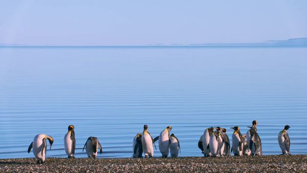 Chile: un viaje salvaje - Seres de plumas